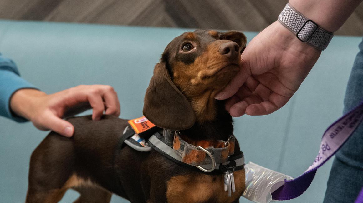 Therapy dog in Gumberg Library
